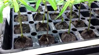 marijuana mmj Blue Dream Clone Clones Issues Problems Fixes