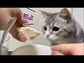 子猫が初めてささみを食べるとこうなります…！笑