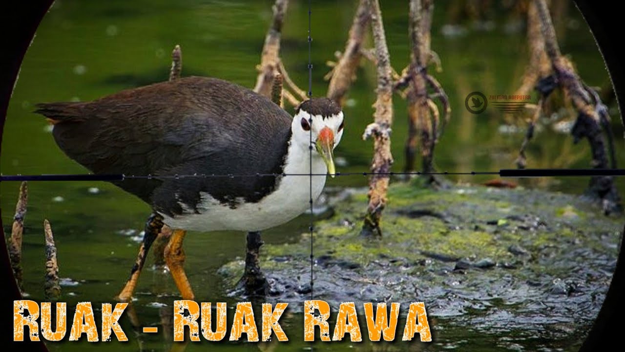 Berburu burung Ruak-Ruak - YouTube