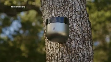Could AI help detect wildfires? Here