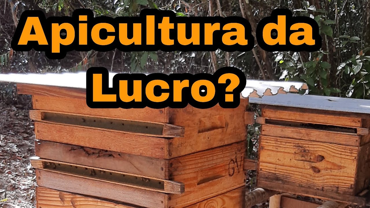 Da para Lucrar na Apicultara Com  30 Caixas de Abelhas? Confere no Vídeo aí!