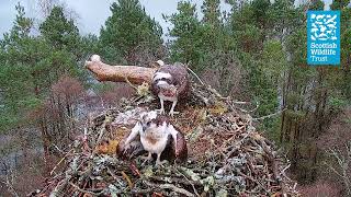 Resident Male Osprey LM12  Returns to the Nest - Loch of the Lowes Webcam (2024) by Scottish Wildlife Trust 12,060 views 2 months ago 1 minute, 39 seconds