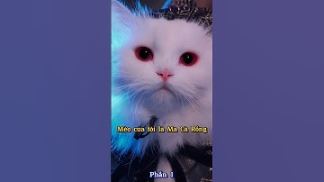 Mèo Của Tôi Là Ma Cà Rồng p1 #thúcưng #vậtnuôi #chómèohàihước #funny #pets #meo #cute #cat #animals