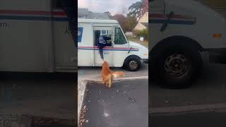 Precious Golden Retriever Fetching the Mail