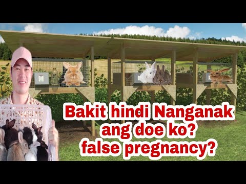 Video: Lahat Tungkol Sa Pag-aanak Ng Kuneho Bilang Isang Negosyo