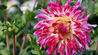 Flowers Video | Most Beautiful Flowers Collection 2021 |Beautiful Flowers Garden| Best Flower Videos