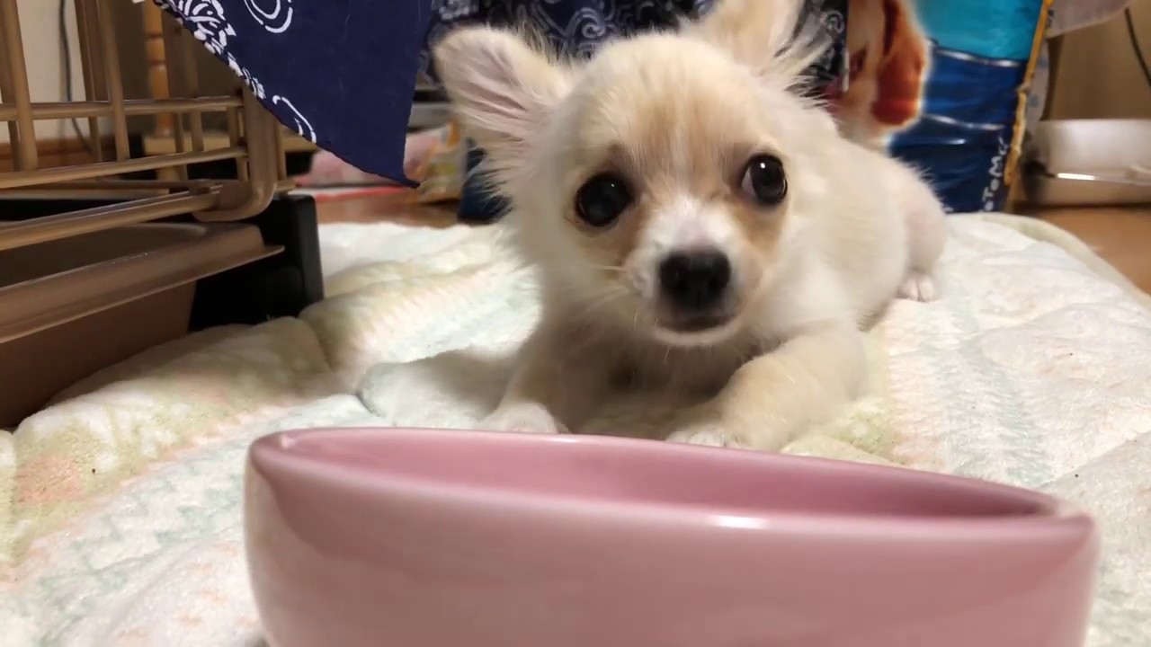 おもしろい顔で突然カリカリを食べだした子犬【チワワ】【子犬】【dog】【puppy】 YouTube