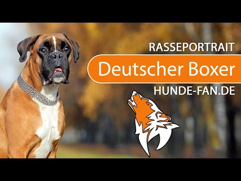 ► Deutscher Boxer [2018] Rasse, Aussehen &amp; Charakter