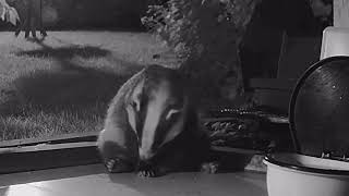 Information 2 Minutes of a Scratching Badger! 🦡 News