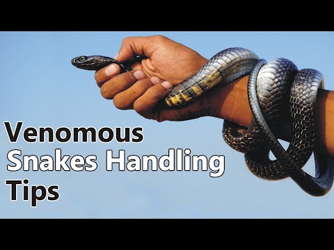 Video: How to tell the difference between a venomous snake and a non-venomous snake: 10 Steps