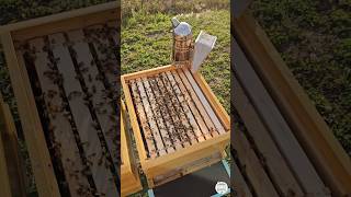 Why Beekeepers use Smoke 🐝❓️ #bees #beekeeper #beekeeping #smoker