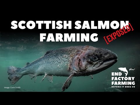 Scottish Salmon Farms Exposed