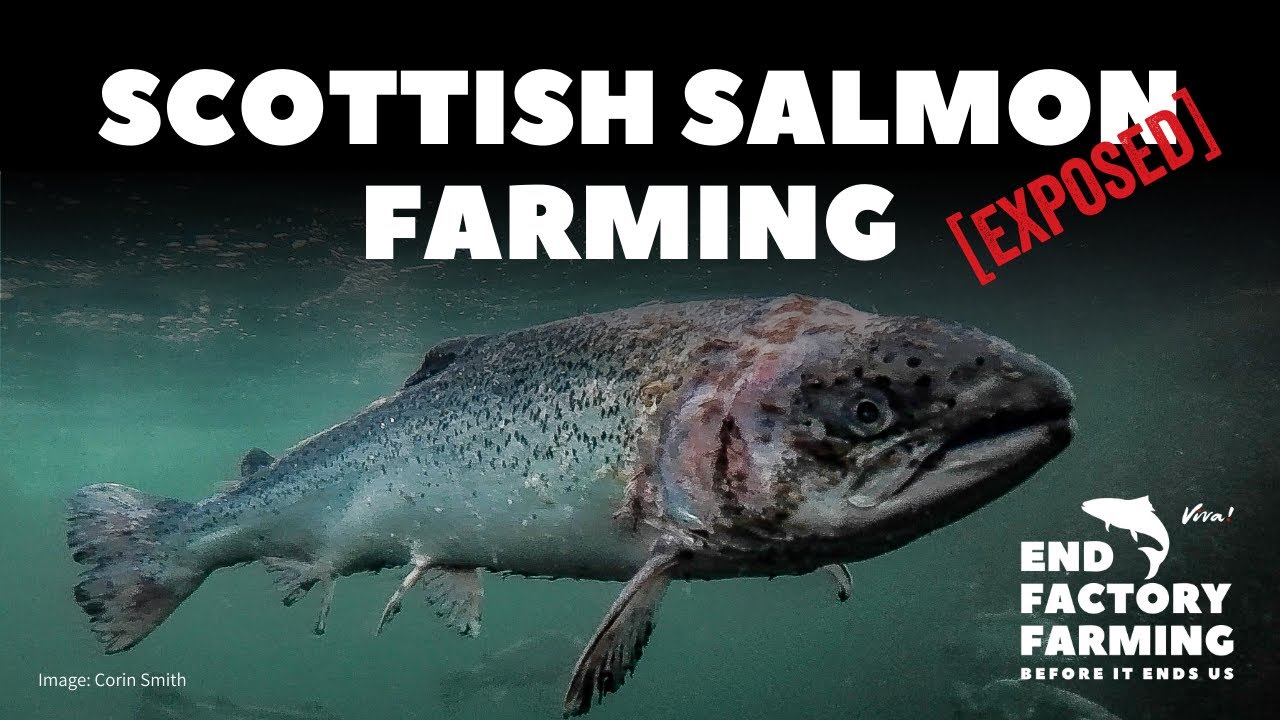 Scottish Salmon Farms Exposed YouTube