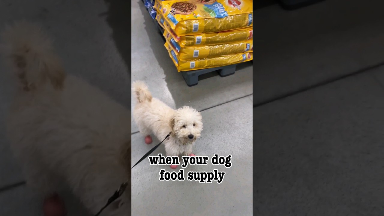 Zoi's favorite dog food. ❤️🌸