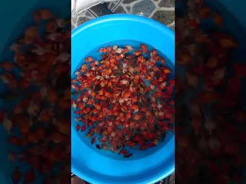 Video Cá BÓNG BÀN BỤNG BỰ khuấy đảo mạng xã hội - youtube