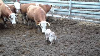 Tully working cattle 2