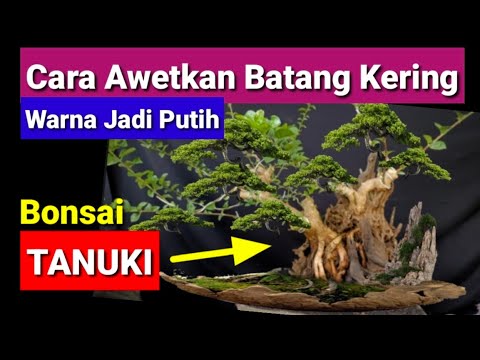 cara awetkan batang kering pada bonsai