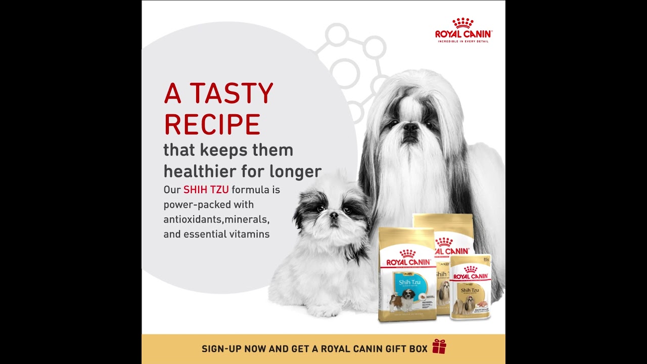 A tasty recipe for your fussy Shih Tzu