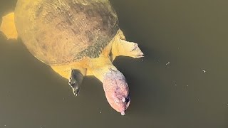 Florida Softshell Turtles Swimming 🐢🎶