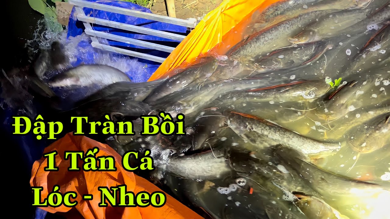 Chủ Hồ Đập Tràn Trúng Vietlott Bồi 1 Tấn Cá Lóc + Nheo - youtube
