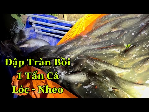 Video Chủ Hồ Đập Tràn Trúng Vietlott Bồi 1 Tấn Cá Lóc + Nheo - youtube