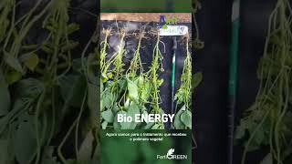 Polímero Vegetal Aplicado No Sulco De Plantio