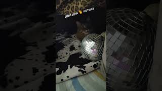 Построить дом 🏡 своими руками#helenared#котофейка#cat