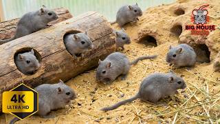 Cat TV Mouse – Ultimate Gerbil Climbing Show for Cats to Watch | 4 Hours 4K screenshot 5