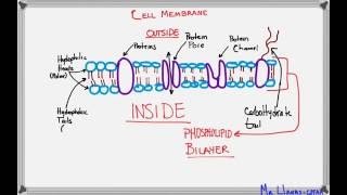CELL MEMBRANE   HOMEOSTASIS