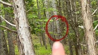 Bigfoot Sasquatch Confession! Anonymous 84 Year Old Man Discloses Deep Dark Family Bigfoot Secret!