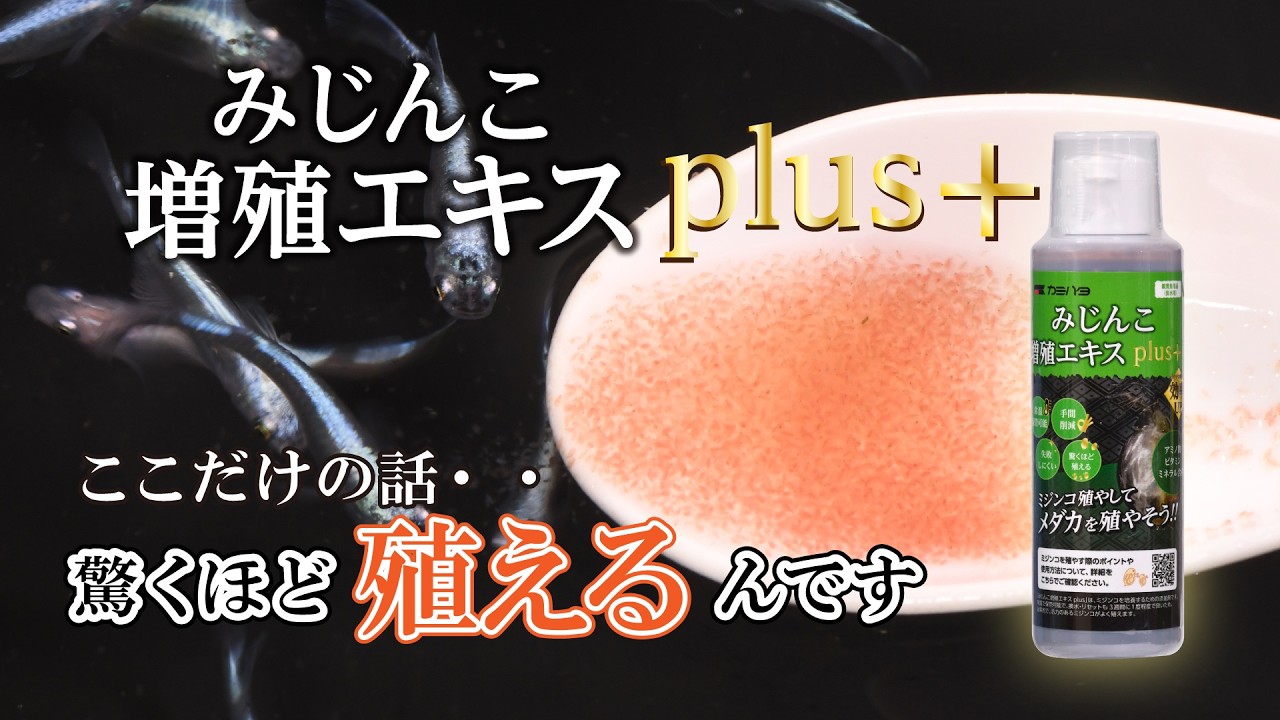 ミジンコ殖やしてメダカを殖やそう　～みじんこ増殖エキスplusの特徴～