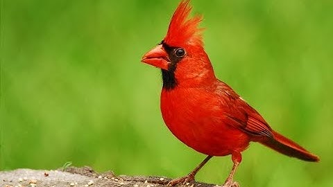 BURUNG KARDINAL MERAH/Cardinalis cardinalis SUPER GACOR