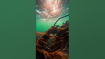 سوره يوسف الشيخ اسلام صبحى