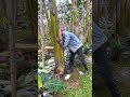 Banena | facts shorts | #shorts #shortvideo