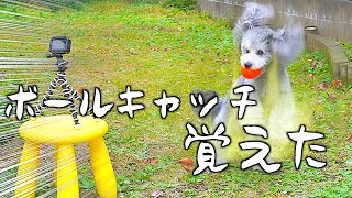 🐶うちの犬がボールキャッチングを覚えました。【トイプードルのグリィ】【犬】【dog】【toy poodle】