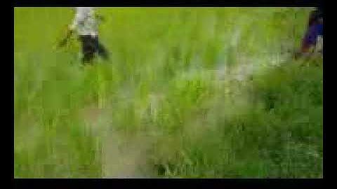 Amazing Two Brothers Catch Big Snake By Hand At Rice Field While They Go Fishing_144p