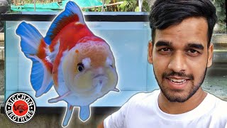 (EXOTIC) Oranda Goldfish Collection | BIGCHAN BROTHERS by AQUATIC MEDIA 22,798 views 6 months ago 12 minutes, 10 seconds