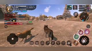 The Wolf - Puppy Edition lvl 40 - PvP + quests - 27.08.2022