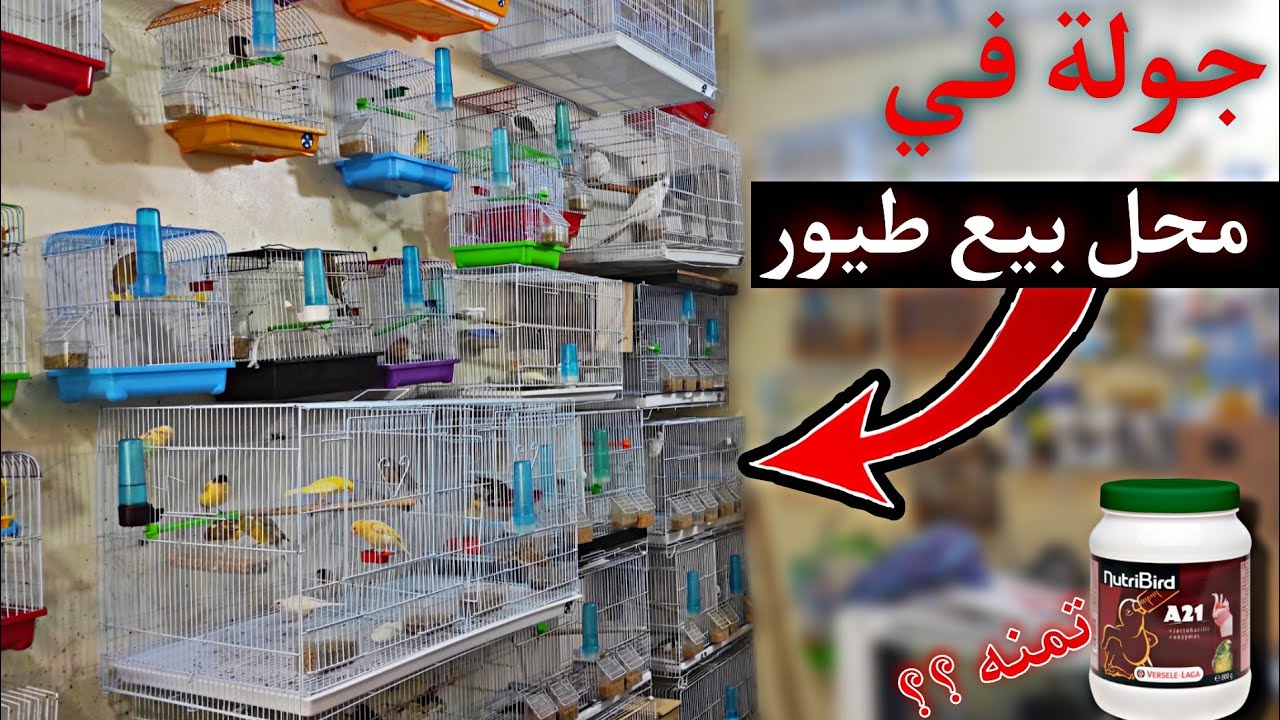 جولة في محل طيور : و اتمنة الطيور و لاوازمها  | تمن a21 ?