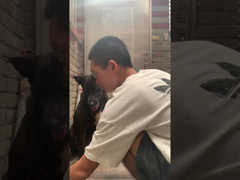 Emergency Dog Muzzle (雄霸）