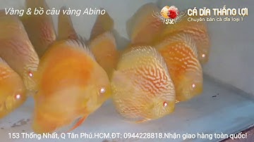 Cá dĩa Vàng abino