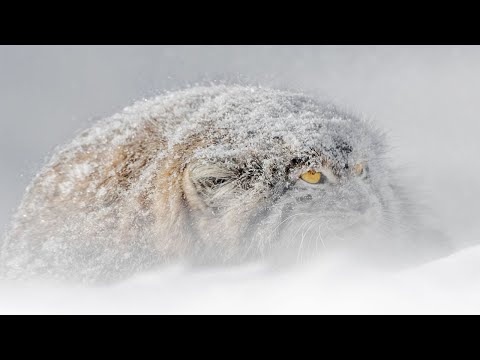 Манул – Редкий, Неуловимый и очень Скрытный КОТ! Настоящий степной отшельник!