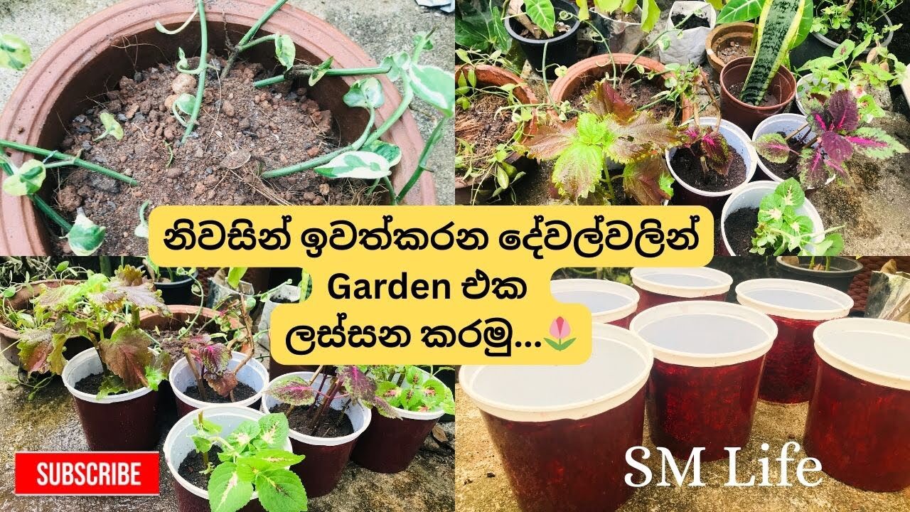 මේ දේවල් විසික් නොකර ඔයාගෙ Garden එක ලස්සන කරගන්න | Gardening Ideas