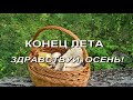 Последний день лета в лесу преподносит грибные сюрпризы. Зонтики, благородные и опята!