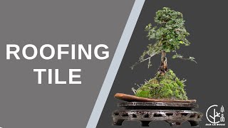 Bonsai Tutorial 2020 How To Make A Kokedama Bonsai Pot-Less盆栽教學 - 如何製作苔玉盆栽
