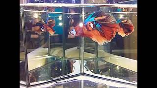 Multicolor Koi n2, BETTA SHOW HM MALE