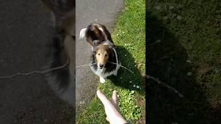 Kaylee VS Stick - CUTEST sheltie!