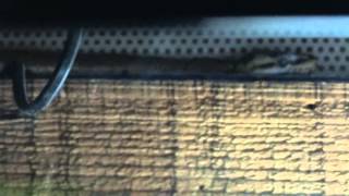 STINGER BEE ROYAL PYTHON - PYTHON REGIUS 2