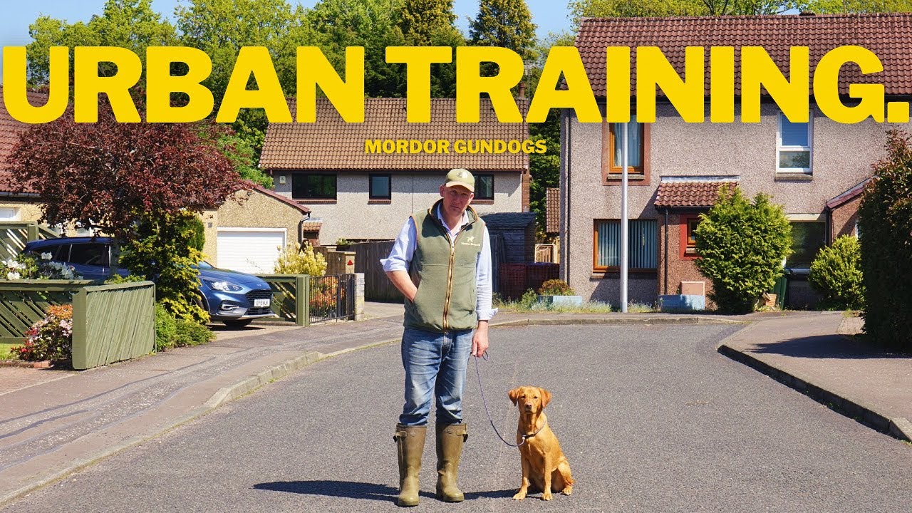 How To Train Your Dog If You Live In The TOWN OR CITY