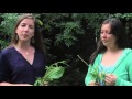 Roots of herbalism with maggie and nina